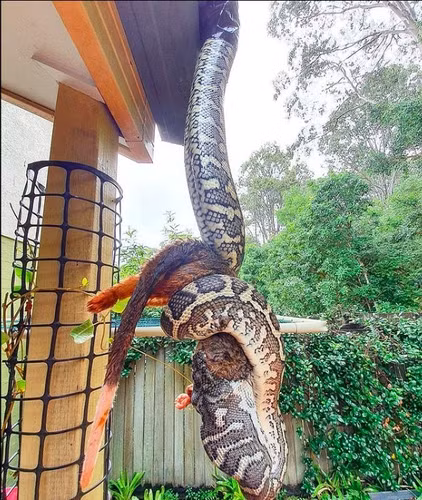 Noi da ga chung kien 'quai thu' lam chuyen dong troi-Hinh-5