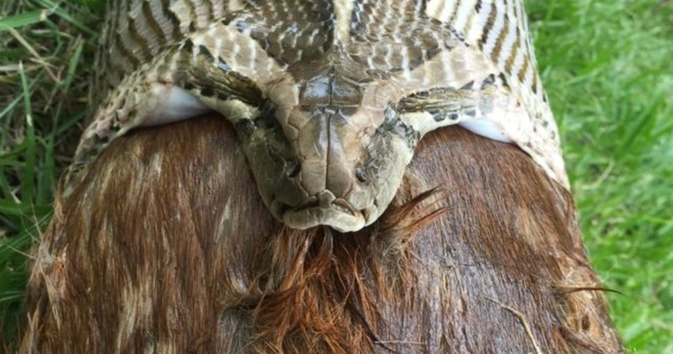 Noi da ga chung kien 'quai thu' lam chuyen dong troi-Hinh-6