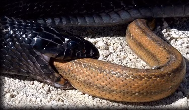 Giat minh nhung bi mat chua tung biet ve loai ran-Hinh-7