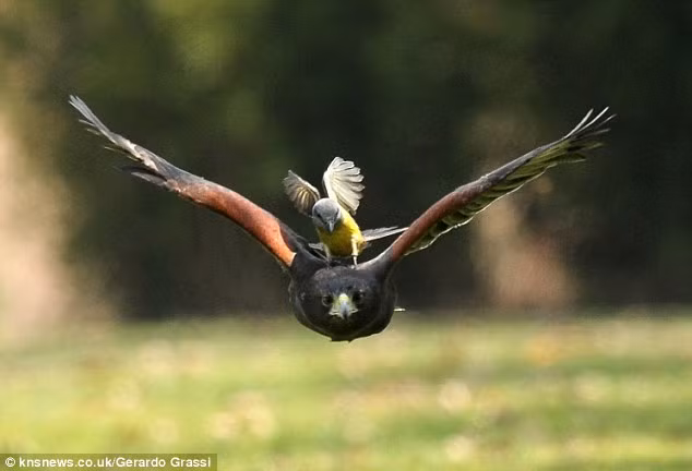 Loai chim san moi cuc khet, dieu hau cung phai chao thua