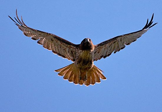 Loai chim san moi cuc khet, dieu hau gap cung phai 