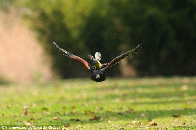 Loai chim san moi cuc khet, dieu hau gap cung phai 