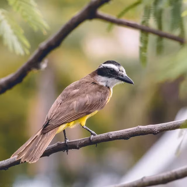 Loai chim san moi cuc khet, dieu hau gap cung phai 