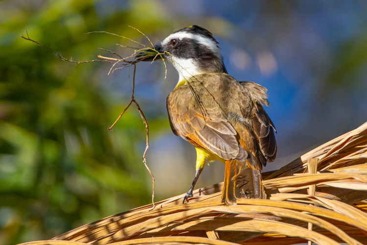 Loai chim san moi cuc khet, dieu hau gap cung phai 