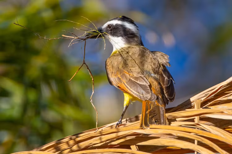 Loai chim san moi cuc khet, dieu hau gap cung phai 