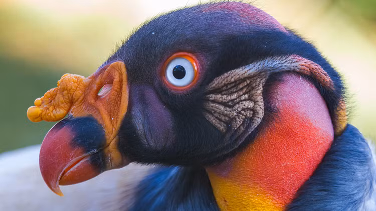 Giat minh loai chim co ngoai hinh la lung nhat tren doi