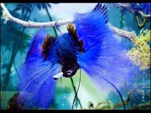 Giat minh loai chim co ngoai hinh la lung nhat tren doi-Hinh-3