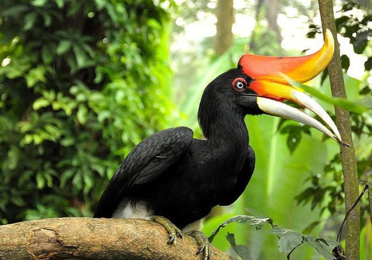 Giat minh loai chim co ngoai hinh la lung nhat tren doi-Hinh-5