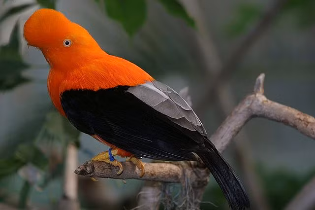 Giat minh loai chim co ngoai hinh la lung nhat tren doi-Hinh-2