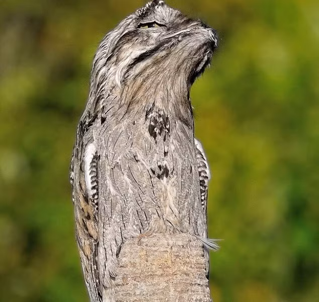 Giat minh loai chim co ngoai hinh la lung nhat tren doi-Hinh-7