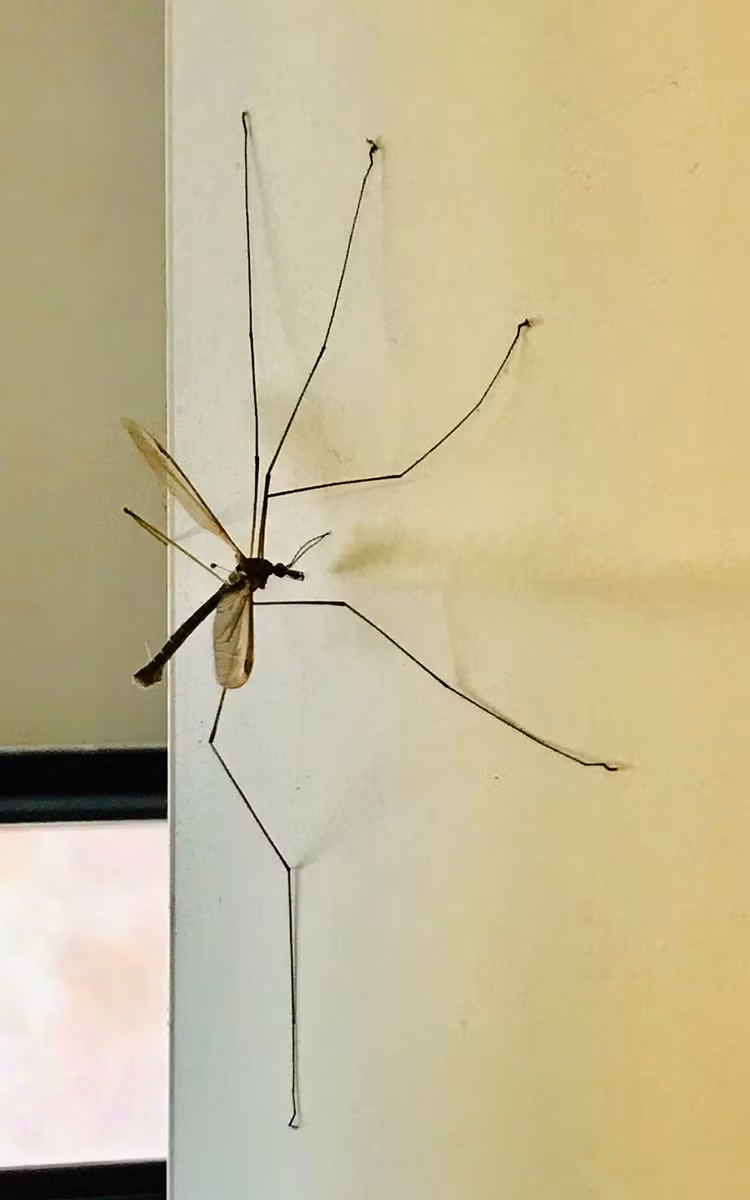 Top 3 loai ruoi lon nhat hanh tinh, so 3 cuc dang so-Hinh-7