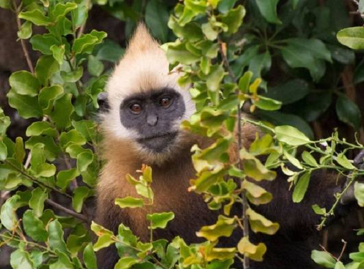 Voọc đầu trắng ôm con trên đảo Cát Bà: Loài nguy cấp trong Sách Đỏ - Hình 6 Vooc dau trang om con tren dao Cat Ba: Loai nguy cap trong Sach Do-Hinh-6