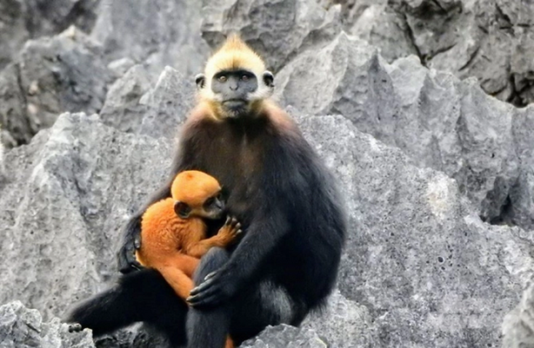 Voọc đầu trắng ôm con trên đảo Cát Bà: Loài nguy cấp trong Sách Đỏ - Hình 2 Vooc dau trang om con tren dao Cat Ba: Loai nguy cap trong Sach Do-Hinh-2