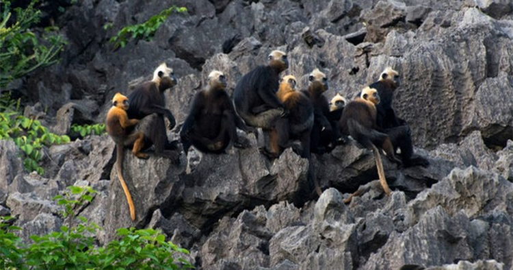 Voọc đầu trắng ôm con trên đảo Cát Bà: Loài nguy cấp trong Sách Đỏ - Hình 3 Vooc dau trang om con tren dao Cat Ba: Loai nguy cap trong Sach Do-Hinh-3