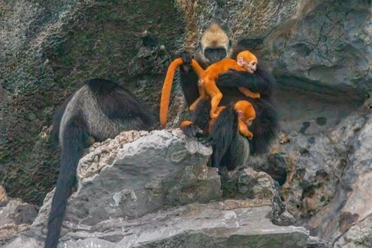 Voọc đầu trắng ôm con trên đảo Cát Bà: Loài nguy cấp trong Sách Đỏ Vooc dau trang om con tren dao Cat Ba: Loai nguy cap trong Sach Do