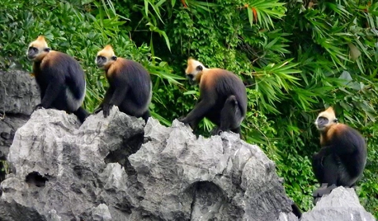 Voọc đầu trắng ôm con trên đảo Cát Bà: Loài nguy cấp trong Sách Đỏ - Hình 7 Vooc dau trang om con tren dao Cat Ba: Loai nguy cap trong Sach Do-Hinh-7