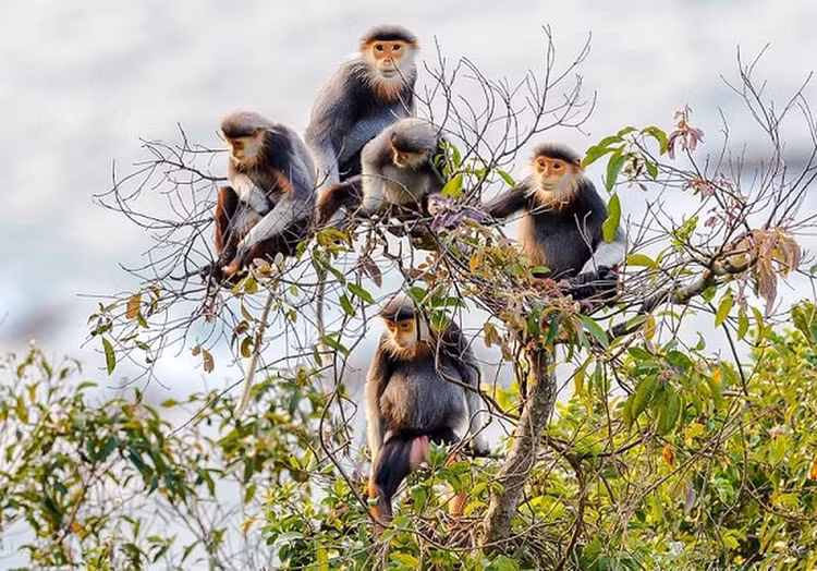 Vooc dau trang om con tren dao Cat Ba: Loai nguy cap trong Sach Do-Hinh-8