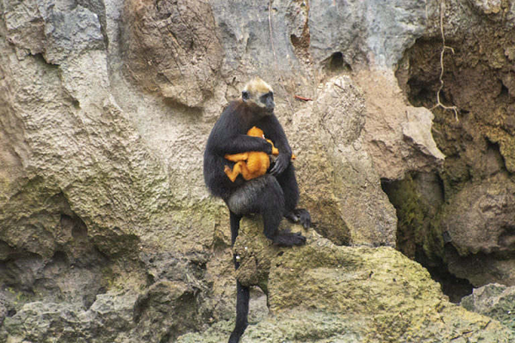 Voọc đầu trắng ôm con trên đảo Cát Bà: Loài nguy cấp trong Sách Đỏ - Hình 12 Vooc dau trang om con tren dao Cat Ba: Loai nguy cap trong Sach Do-Hinh-12