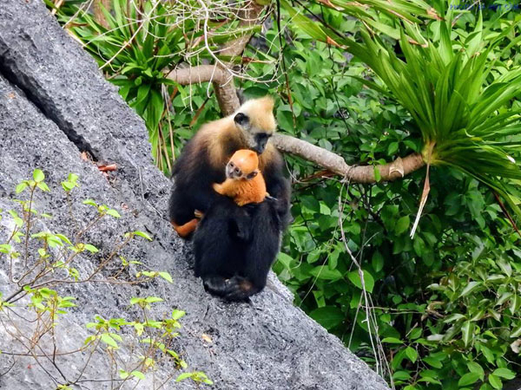 Voọc đầu trắng ôm con trên đảo Cát Bà: Loài nguy cấp trong Sách Đỏ - Hình 5 Vooc dau trang om con tren dao Cat Ba: Loai nguy cap trong Sach Do-Hinh-5