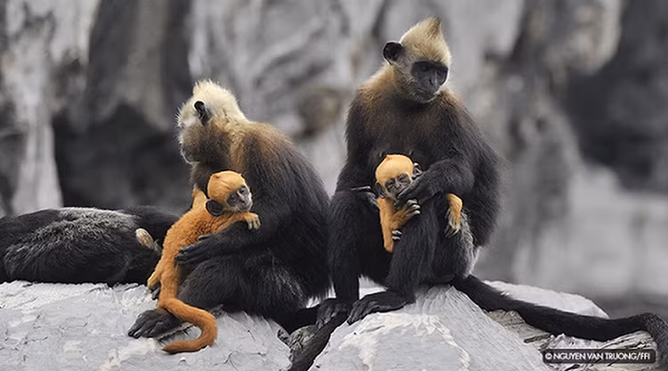 Vooc dau trang om con tren dao Cat Ba: Loai nguy cap trong Sach Do-Hinh-10