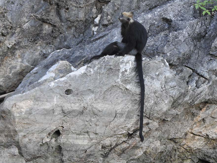 Voọc đầu trắng ôm con trên đảo Cát Bà: Loài nguy cấp trong Sách Đỏ - Hình 11 Vooc dau trang om con tren dao Cat Ba: Loai nguy cap trong Sach Do-Hinh-11