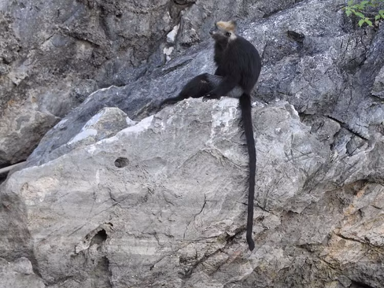 Vooc dau trang om con tren dao Cat Ba: Loai nguy cap trong Sach Do-Hinh-11