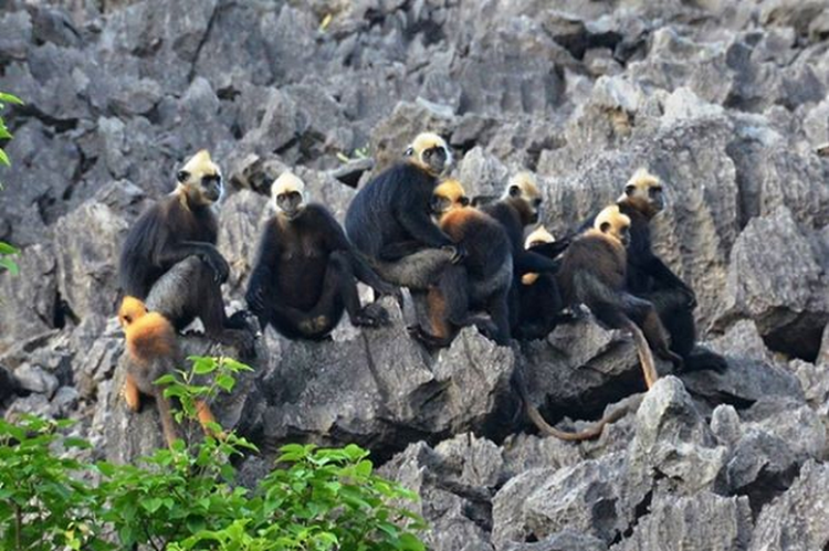 Voọc đầu trắng ôm con trên đảo Cát Bà: Loài nguy cấp trong Sách Đỏ - Hình 13 Vooc dau trang om con tren dao Cat Ba: Loai nguy cap trong Sach Do-Hinh-13