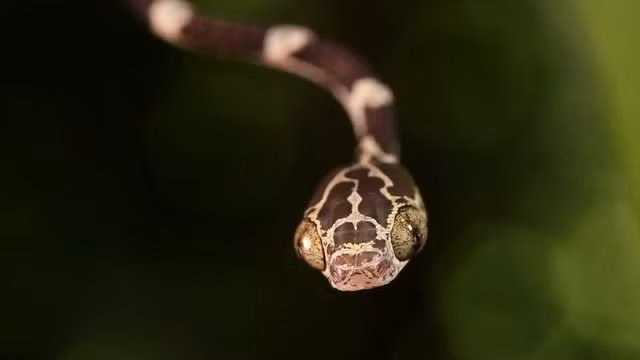 La lung loai ran than mong dinh, nem dau de san moi-Hinh-6