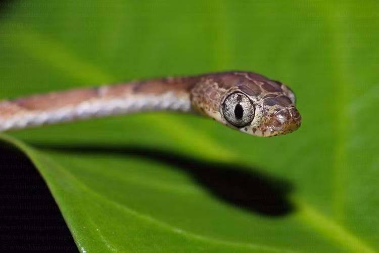 La lung loai ran than mong dinh, nem dau de san moi-Hinh-5