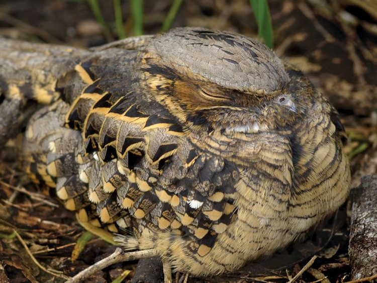 Giật mình tài ngụy trang của động vật, số 6 siêu đẳng nhất - Hình 4 Giat minh tai nguy trang cua dong vat, so 6 sieu dang nhat-Hinh-4