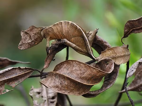 Giat minh tai nguy trang cua dong vat, so 6 sieu dang nhat-Hinh-6