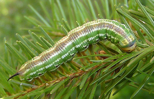 Giật mình tài ngụy trang của động vật, số 6 siêu đẳng nhất - Hình 3 Giat minh tai nguy trang cua dong vat, so 6 sieu dang nhat-Hinh-3