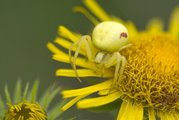 Giật mình tài ngụy trang của động vật, số 6 siêu đẳng nhất Giat minh tai nguy trang cua dong vat, so 6 sieu dang nhat