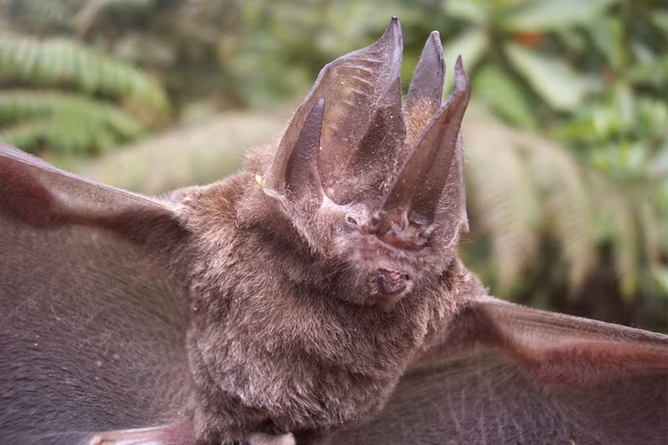 Dong vat so huu chiec mui ky di, hai huoc den kho tin-Hinh-5