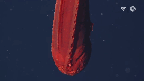 Sua do nhu mau la loat quai vat bien sau cuc 