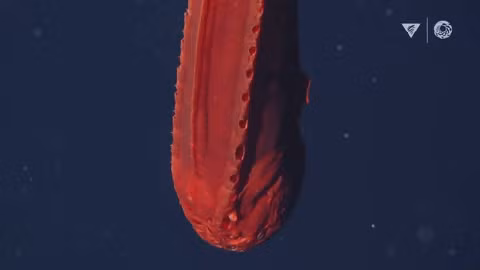 Sua do nhu mau la loat quai vat bien sau cuc 