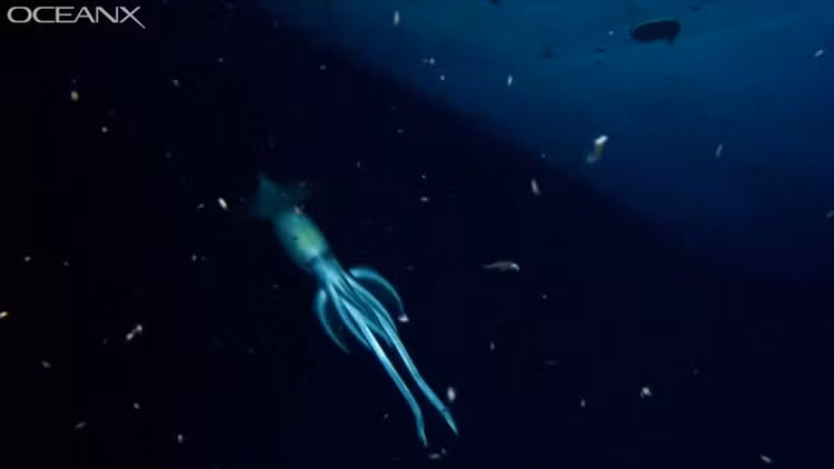 Sua do nhu mau la loat quai vat bien sau cuc 