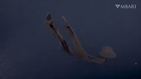 Sua do nhu mau la loat quai vat bien sau cuc 