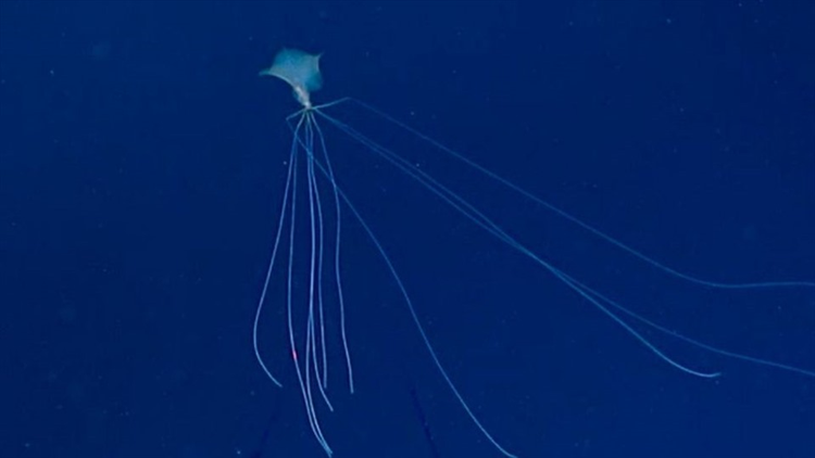 Sua do nhu mau la loat quai vat bien sau cuc 