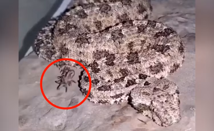 Ky la loai ran doc dung duoi gia lam nhen de san moi-Hinh-2