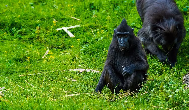 Top dong vat menh danh 