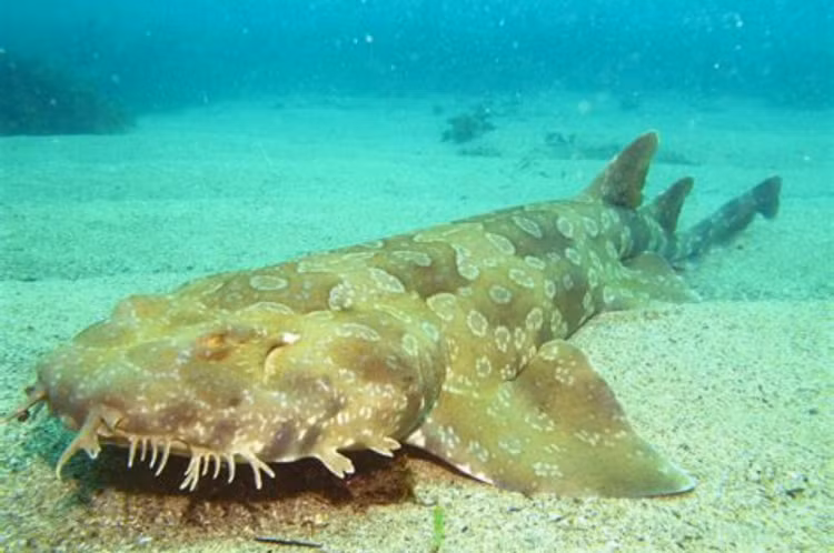 8 loai ca ky di nhat hanh tinh, so 6 co o Viet Nam-Hinh-7