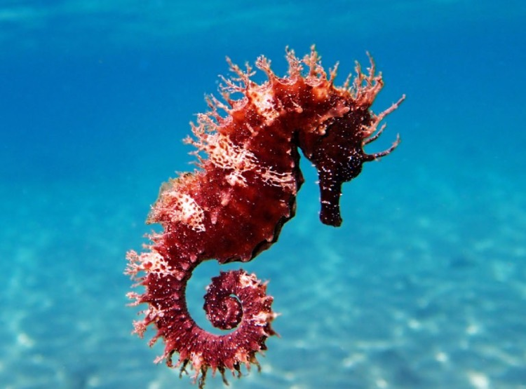 Bat cuoi thoi quen ngu hai huoc, di thuong cua cac loai dong vat-Hinh-3