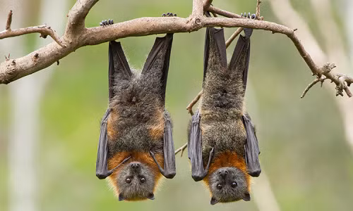 Bat cuoi thoi quen ngu hai huoc, di thuong cua cac loai dong vat-Hinh-8