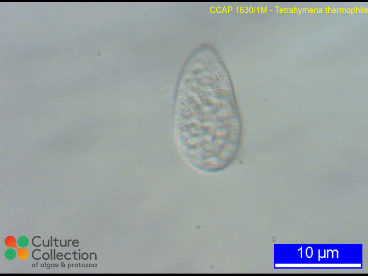 Sinh vat ky di co toi 7 gioi tinh, kinh ngac gioi khoa hoc-Hinh-7