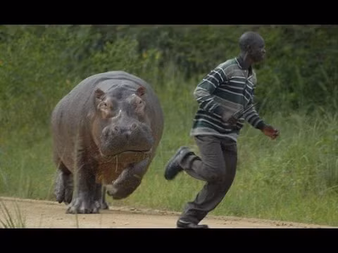 Tham hoa nao se xay ra neu dong vat chong lai con nguoi?-Hinh-4