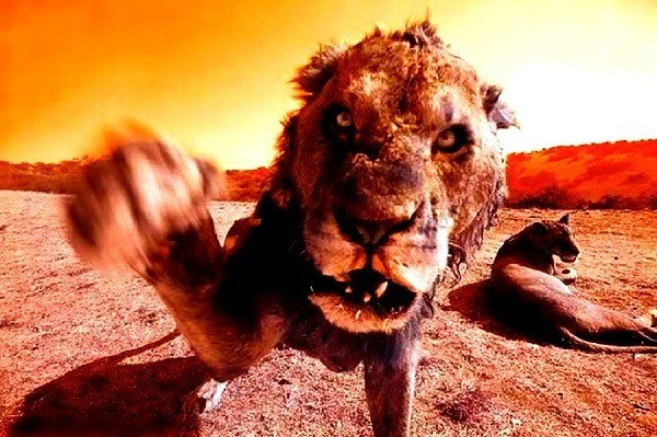 Tham hoa nao se xay ra neu dong vat chong lai con nguoi?-Hinh-10