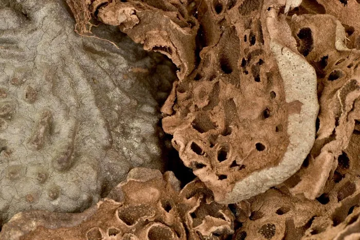 Loài thực vật cộng sinh với kiến, có tên trong Sách Đỏ Việt Nam - Hình 6 Loai thuc vat cong sinh voi kien, co ten trong Sach Do Viet Nam-Hinh-6