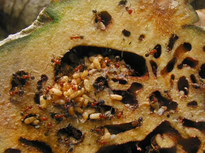 Loài thực vật cộng sinh với kiến, có tên trong Sách Đỏ Việt Nam - Hình 4 Loai thuc vat cong sinh voi kien, co ten trong Sach Do Viet Nam-Hinh-4