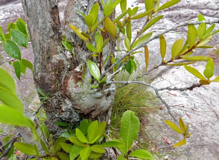 Loài thực vật cộng sinh với kiến, có tên trong Sách Đỏ Việt Nam - Hình 3 Loai thuc vat cong sinh voi kien, co ten trong Sach Do Viet Nam-Hinh-3